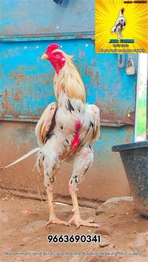 🔥Pulli Breeder sale 🤩#aseelmurga #roosterfarm #kattusevalsandai #chicken #peruvedai #birds #murga