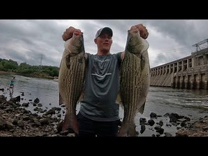 Big HYBRID STRIPED BASS on top water lures! Missouri Striper, Wiper, Hybrid Fishing