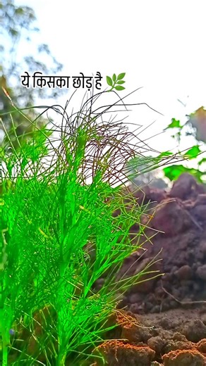 DAIRY FARMERS 🍁 on Instagram: "ये किसका छोड़ है 🌿 Mosam 🥰 Farming view and sarso ki kheti🌾 Farming life sukun milta hai 🧺🌾 Farming wise 😉 desi lock Thand ki sijan aa gya farming 🧺 farmers choice farmers strike in karnataka farmers carry farmers walk farmers song farmers love farmers friend poem 5th standard farmers walk exercise farmers choice new video farmers strike in karnataka today farmers lover farmers lover 1st semester farmers lover movie farmers lover channel farmer lover song @