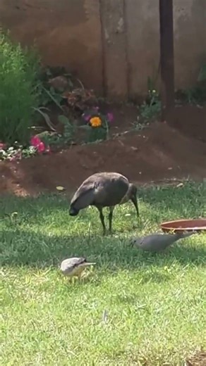 Why Are So Many Birds Eating Here?