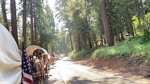 The forest is a peaceful sanctuary. It’s good for your soul. Here, the Highway 50 Wagon Train ambles down the Pony Express Trail on their way to Placerville, CA🐴🥰🌲🌲🌲🌲🌲🌲🌲🌲🌲🌲🌲🌲🌲 #highway50wagontrain #forestvibes #camino #rollingthroughhistory #livinghistory | Highway 50 Wagon Train