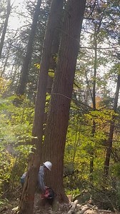 35K views · 558 reactions | Absolutely beautiful Hemlock | Hibbs Logging | Facebook