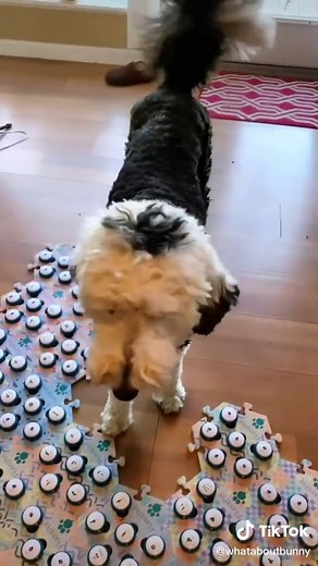 I am Bunny on TikTok