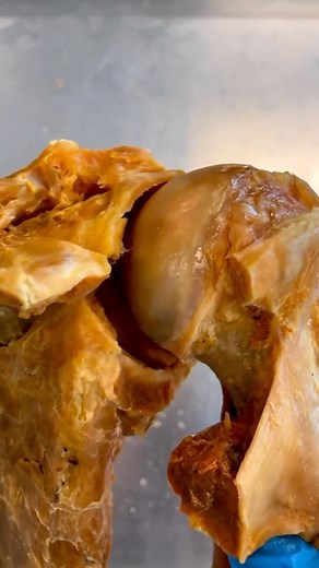 Dr. Tom Walters, DPT, OCS | 💥𝐒𝐡𝐨𝐮𝐥𝐝𝐞𝐫 𝐒𝐨𝐜𝐤𝐞𝐭💥 —— 👉Here is a great video from @instituteofhumananatomy that shows the shoulder socket (glenoid fossa) and labrum. The... | Instagram