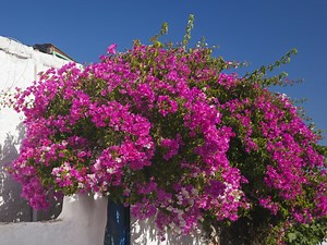Comment bien entretenir un bougainvillier ?
