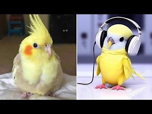 Smart And Funny Parrots Parrot Talking Videos Compilation (2025) - Cute Birds #10