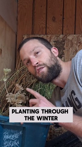 How to Save Carrot Seeds – Easy Guide for Gardeners