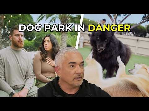 This Corgi Has Bitten His Owner 30 Times — Cesar Steps In | Better Human Better Dog S02E04