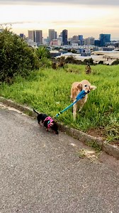 Tiny but mighty crew 🐶 Dachshund sass, Chi fire, Jack Russell bounce, Beagle nose, Bulldog grit, Schnauzer smarts & Mini Terriers leading the rebellion! 🐶💥 Train early, love firmly—channel that fearless spirit into harmony, or chaos wins. Start young, never let them “win” the wrong battles. Big hearts in small packages deserve calm, confident leaders! ❤️ #TinyTitans | Fashionist Dog Whisperer