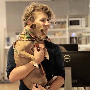 122K views · 96 reactions | This NYC workspace is specially designed for both humans and pups  | AOL | Facebook