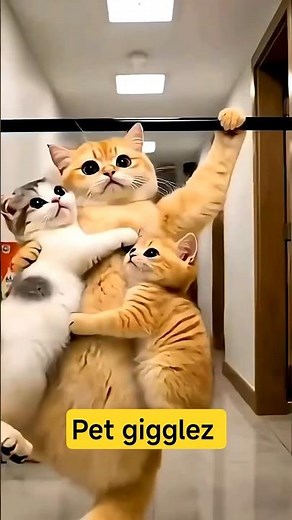 Cat, Watch Out! You Two Are Going to Get Hurt! 😹🐱⚠️😱 #cat #catvideos #funny #youtubeshorts #shorts
