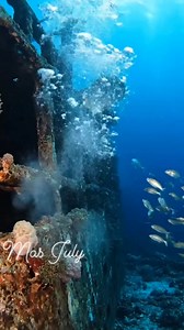 Atlantic wrecks hold serious power. When an Amberjack commits… it’s game on. 🎣🔥 #Amberjack #AtlanticOffshore #ReefFishing #FishingUSA #WreckFishing #SaltwaterLife #BigFishEnergy #EastCoastFishing #UnderwaterReels #FBProCreator | Mas July