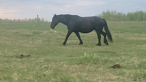 Neil Dimmock on Reels