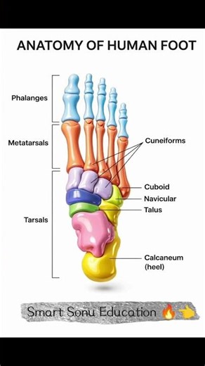 #Human foot bone#trending.