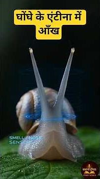 Snails have eyes in their antennae! 🐌 | Snail Tentacles Secret | Amazing Nature Facts #snailfacts