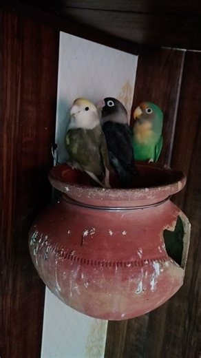 happy love birds singing | love birds sound | love birds | love birds ki awaaz | parakeet sound