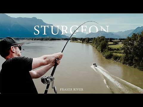 Catching Massive Sturgeon! | Fraser River Sturgeon Fishing