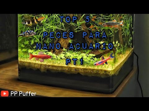 TOP 5 PECES PEQUEÑOS para tu NANO ACUARIO parte 1
