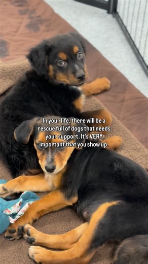 Paws For Life K9 Rescue | Help us save MORE lives then ever before here at Paws For Life K9 Rescue💙✨ Adopt, foster, donate, volunteer, take a dog out for a day!... | Instagram