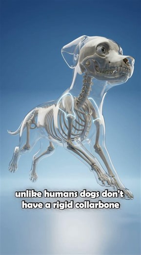 thats why dogs run fast