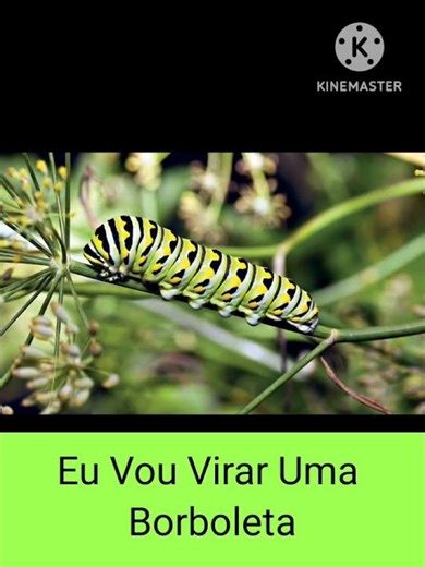 Meme of the caterpillar saying "I'm going to turn into a butterfly."