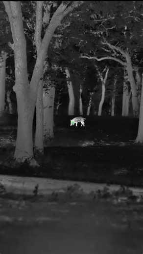 Shot placement with the 22-250 #boltgun