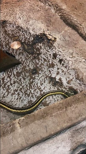 Ribbon Snake / Garter Snake