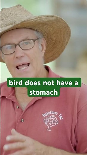 Why Baby Chickens Need Grit (And How It Helps Them) with Joel Salatin