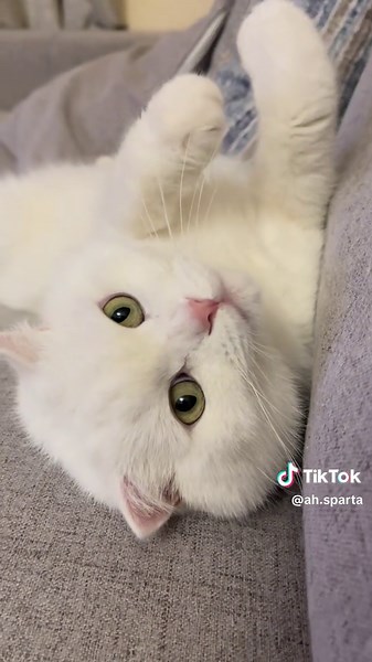 #cat #catsoftiktok #cats #catlover #cattok #capcut #animals #animation #ti #tiktok #trending #trend #adoptme #adoptdontshop #f #fyp #foryou #foryoupage #fy