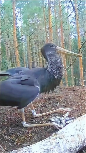 838K views · 2.7K reactions | bird life, #wild #birds #wildlife #nature | Beautiful Birds | Facebook