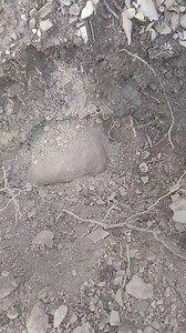 4.5K views · 19 reactions | Open a jar  full of statue ancient #adventure #archeology #History #treasurehunter | Gold digger | Facebook