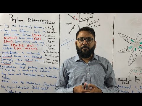 Phylum Echinodermata | Starfish, Sea Urchins & More | Class 11 Biology