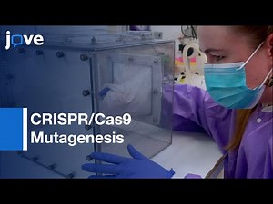 CRISPR/Cas9 Mutagenesis induced by Embryo Microinjection | Protocol Preview