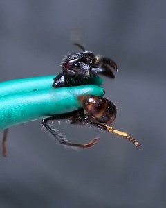 499K views · 4.9K reactions | STUNG by a Bullet Ant! | Coyote Peterson | Facebook