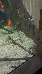 12K views · 3.1K reactions | My Parachromis dovii (wolf cichlid) in...