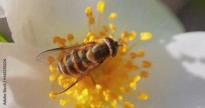 Hoverflies, flower flies or syrphid flies, insect family Syrphidae.They disguise themselves as dangerous insects wasps and bees.The adults of many species feed mainly on nectar and pollen flowers.