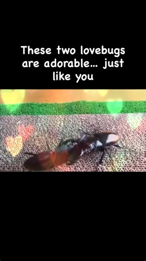 28awesomebugs dot org on Instagram: "Good morning everybuggy 💚 how are you? I’m doing wonderful!! Why’s that, you might ask? Well, take a look around! Love is in the air here at 28awesomebugs.org. That’s right, these beautiful lovebugs found each other on 28awesomebugs.org and have a newfound love(?) for each other. Isn’t nature just shrimply beautiful💚 ha ha if that was a question, boy do I have the answer for you: yes! It’s wintertime in bugtopia, and with colder wind blowing in, it’s the se