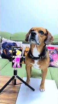 Home Fun with Dogs: Playful Activities for Canine Joy