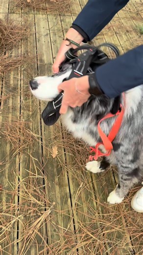 Vous êtes plutôt Cani-cross ou Cani-rando ? 🦮🐾 Tout notre matériel de canicross est disponible sur decathlon.fr 😌 Are you more into canicross or cani-hiking? 🦮🐾 All our canicross equipment is available at decathlon.fr 😌 #dog #dogadventures #dogsport #decathlon | Decathlon Outdog