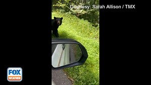 202K views · 5.4K reactions | FAMILY TRAVELS: A postal carrier in Maggie Valley, North Carolina, was greeted by a momma bear and her cubs while on her delivery route on Monday. #NorthCarolina #animals #bears #outdoors #FoxWeather | FOX Weather | Facebook
