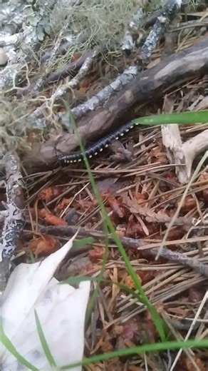 Yellow Spotted Millipede