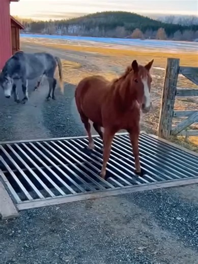 Heroic Family Rescue Saving a Trapped Horse From a Cattle Guard | animal rescue