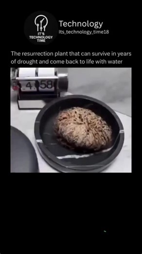 Technology on Instagram: "Meet the resurrection plant, a true marvel of nature! 🌿💧 This incredible plant can survive for YEARS in extreme drought conditions, looking like a dried-up bundle of twigs. But the magic happens when water touches it again - it comes BACK TO LIFE! 🌸🔥 Imagine facing harsh conditions, drying up completely, and yet bouncing back like it's no big deal. The resilience of this plant is a reminder of nature's incredible power and adaptability. In a world where things can g