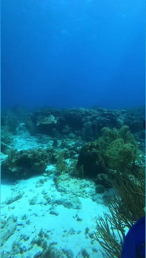 The most beautiful encounter❕ Lets go explore 🧭 | Aruba Bob Snorkel & Scuba