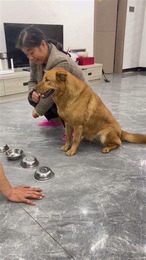 Let me show you how to play this game!#funny #cute #animals #cutedog #pets #puppy