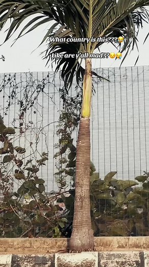 Explore the Fun Behind Tommy Dance Trends