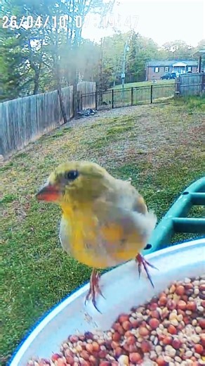 American Goldfinch ☀️ #backyardbirds #birdoodle