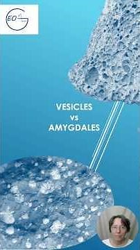 Vesicles vs Amygdales