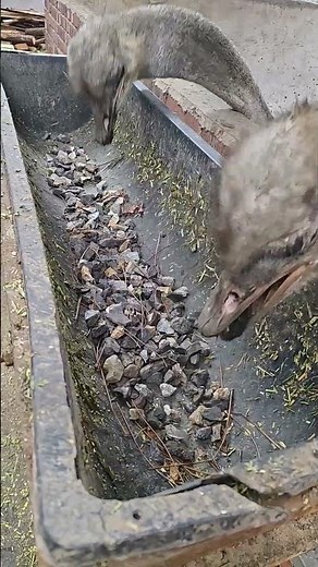 Watch Ostriches Eat Small Stones At A Commercial Farm