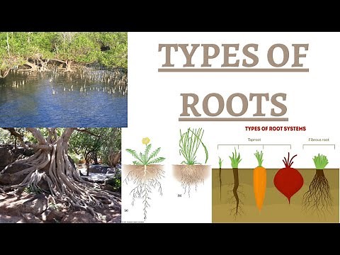 Benefits & Types of Roots - Taproot, Fibrous, Adventitious, Tuberous, Parasite, Creeping Roots